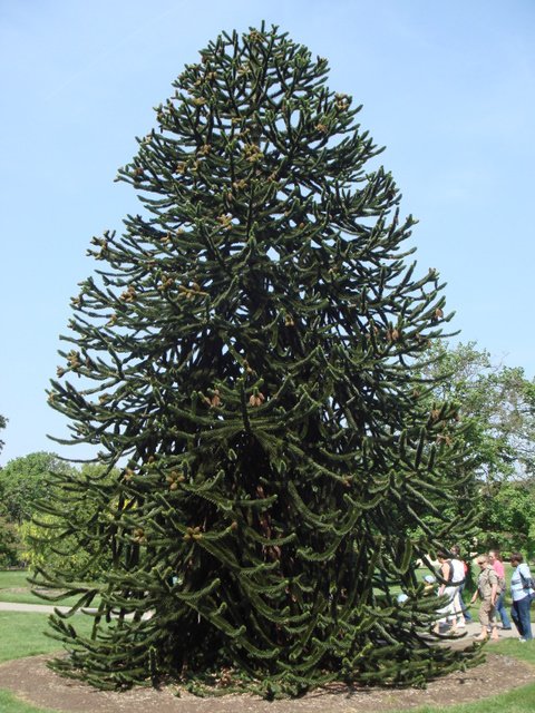 Araucaria araucana silhouette